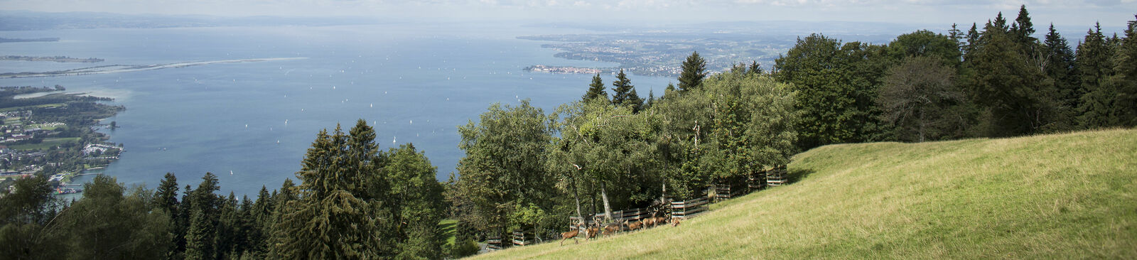 Aussichtsberg Pfänder