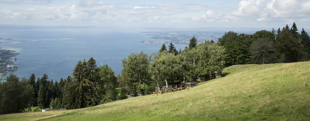 Aussichtsberg Pfänder