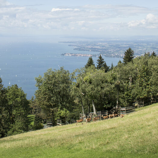 Aussichtsberg Pfänder
