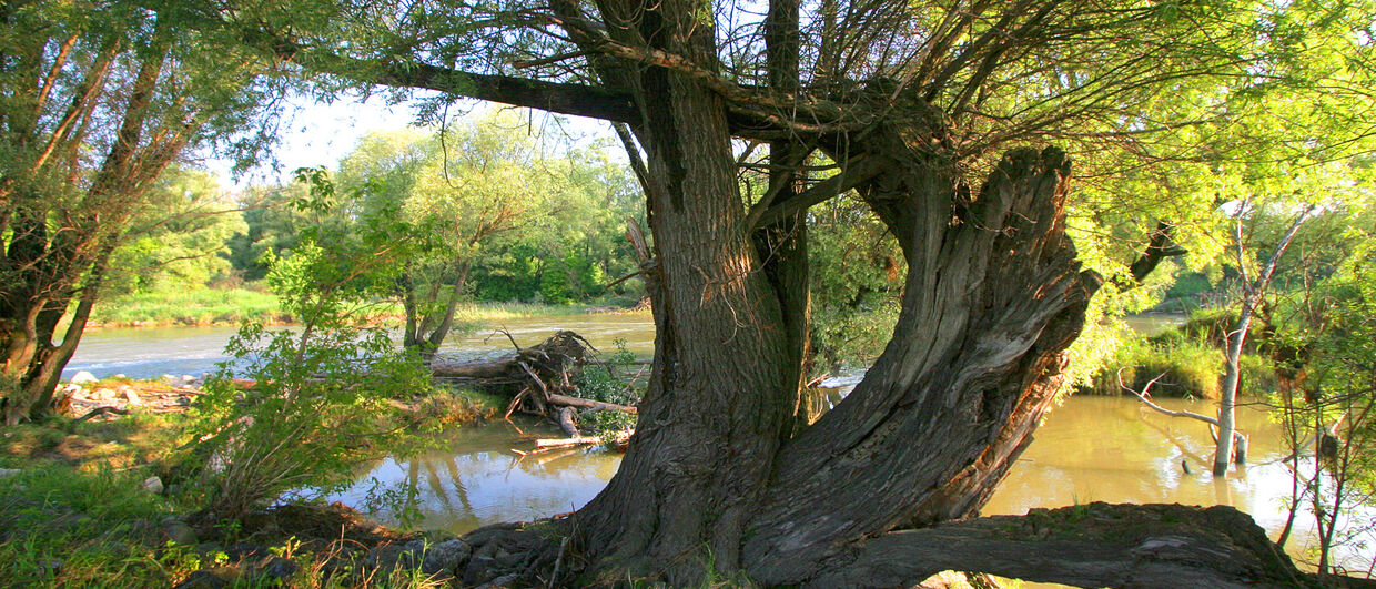 Alte Weide im Nationalpark Donau-Auen