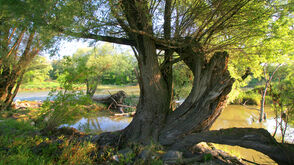 Alte Weide im Nationalpark Donau-Auen