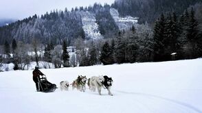 Husky-Schlittenfahrten mit Familie Haberl in der Steiermark