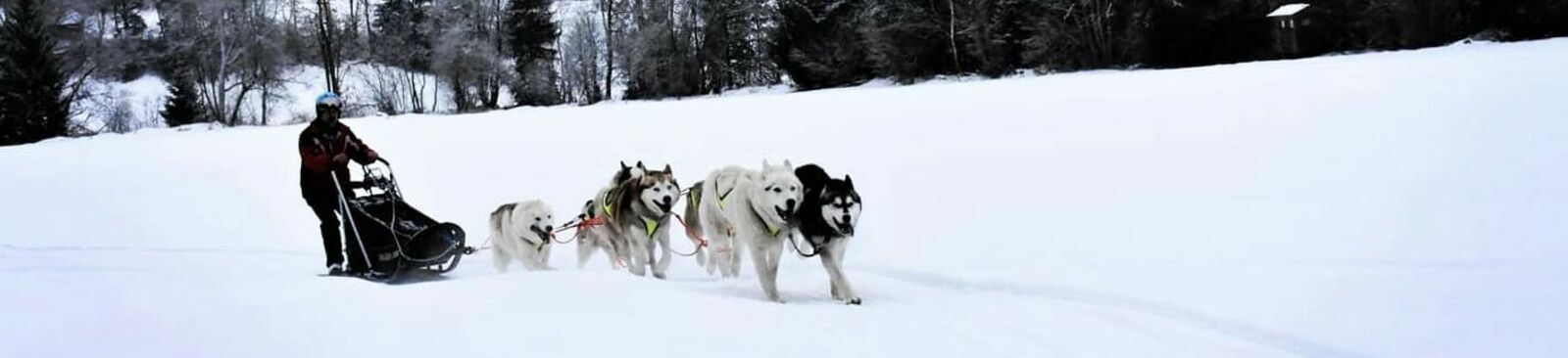 Husky-Schlittenfahrten mit Familie Haberl in der Steiermark