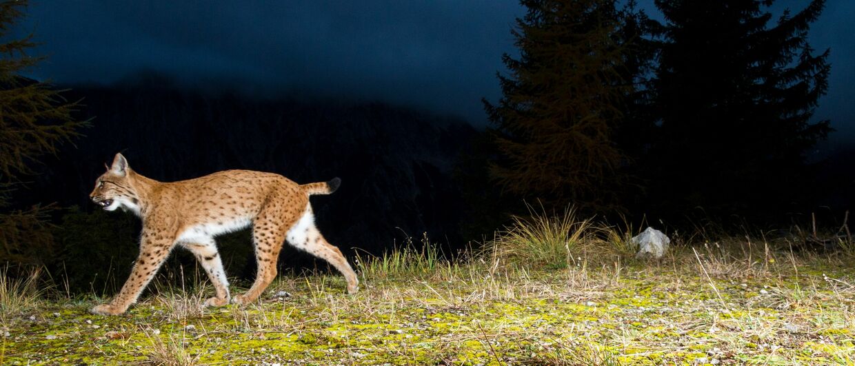 Nationalpark Oberösterreichische Kalkalpen: Luchsin Skadi