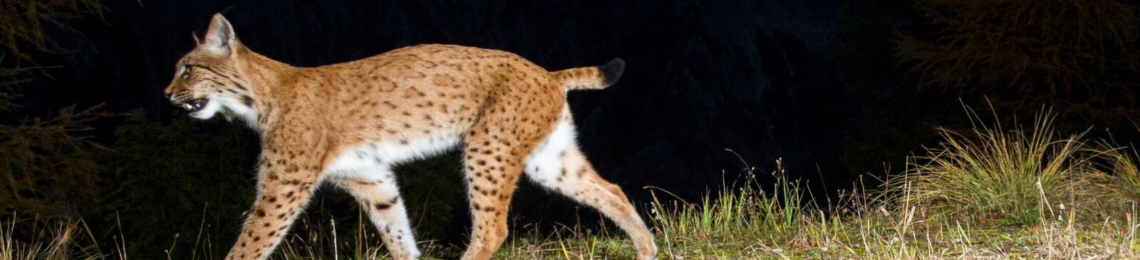 Nationalpark Oberösterreichische Kalkalpen: Luchsin Skadi