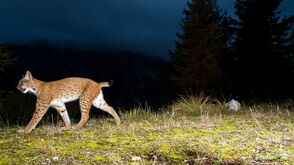Nationalpark Oberösterreichische Kalkalpen: Luchsin Skadi