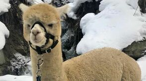 Alpaka-Winterwanderungen in Jerzens im Tiroler Pitztal