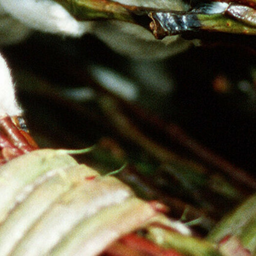 Osterbrauchtum "Palmbuschen binden"