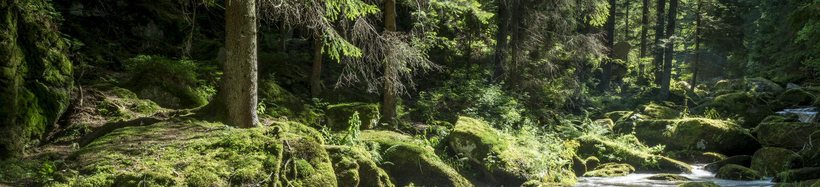 Der Höllfall im Waldviertel