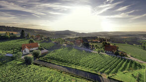 „Wein gut zum Lesen“ Posch am Hollerberg