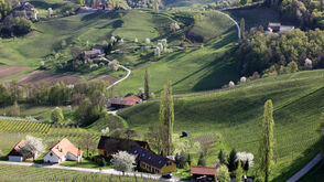 Frühling in Sulztal an der südsteirischen Weinstraße