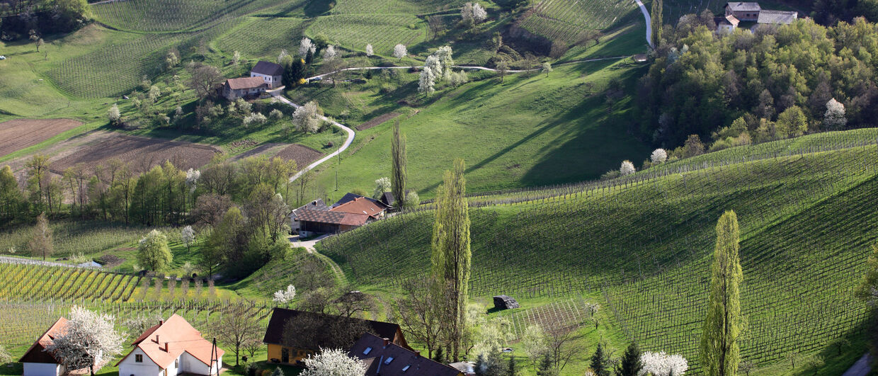 Frühling in Sulztal an der südsteirischen Weinstraße