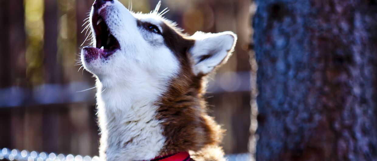 Husky-Wanderungen und -Erlebnistage in der Steiermark