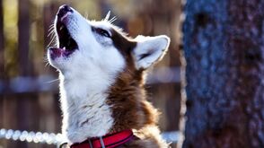 Husky-Wanderungen und -Erlebnistage in der Steiermark