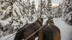 Horse-drawn carriage ride in a snow-covered forrest