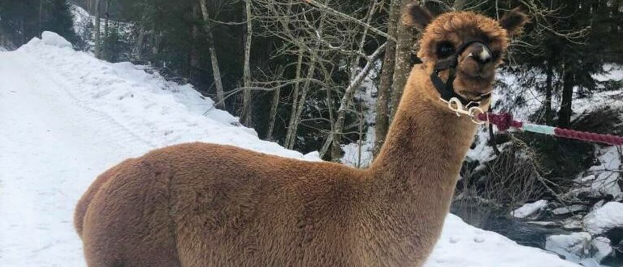 Alpaka-Winterwanderungen in Jerzens im Tiroler Pitztal