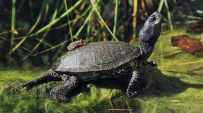 Europäische Sumpfschildkröte im Nationalpark Donau-Auen