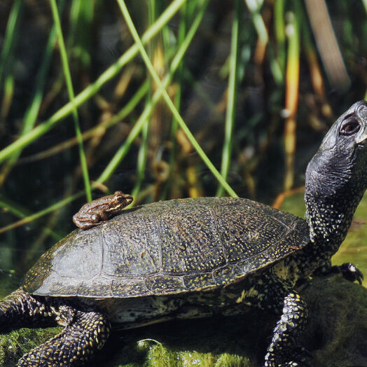 Europäische Sumpfschildkröte im Nationalpark Donau-Auen