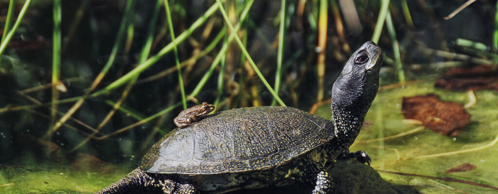 Europäische Sumpfschildkröte im Nationalpark Donau-Auen