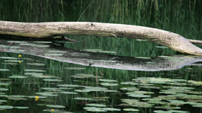 Nationalpark Donau-Auen: Stimmung am Wasser