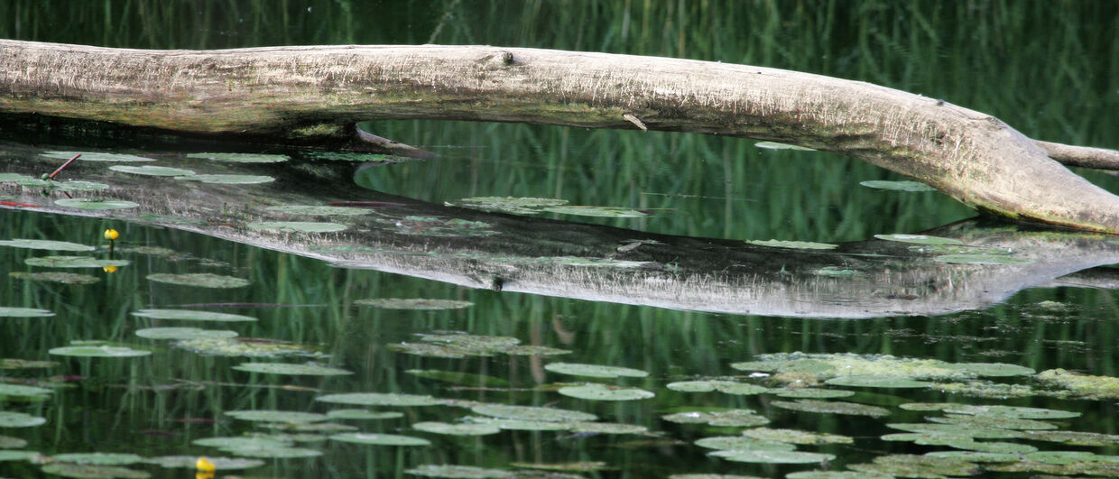 Nationalpark Donau-Auen: Stimmung am Wasser