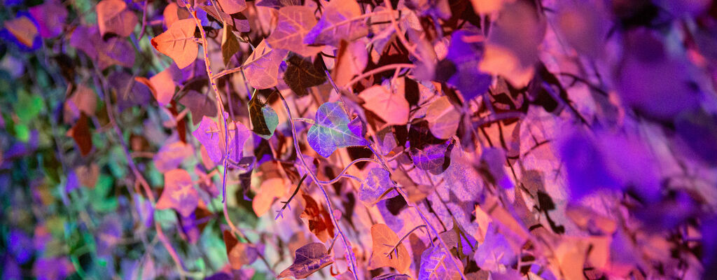 Ars Electronica Festival 2019, "50 shades of forest", Afra Sonmez