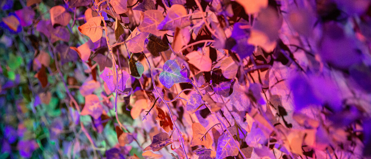 Ars Electronica Festival 2019, "50 shades of forest", Afra Sonmez