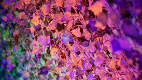Ars Electronica Festival 2019, "50 shades of forest", Afra Sonmez