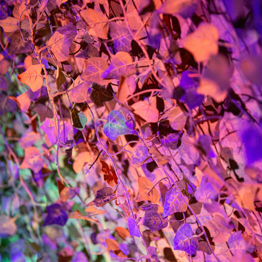 Ars Electronica Festival 2019, "50 shades of forest", Afra Sonmez