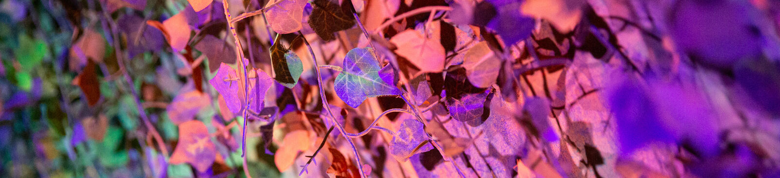 Ars Electronica Festival 2019, "50 shades of forest", Afra Sonmez