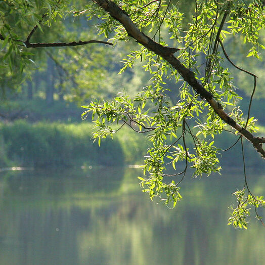 Nationalpark Donau-Auen