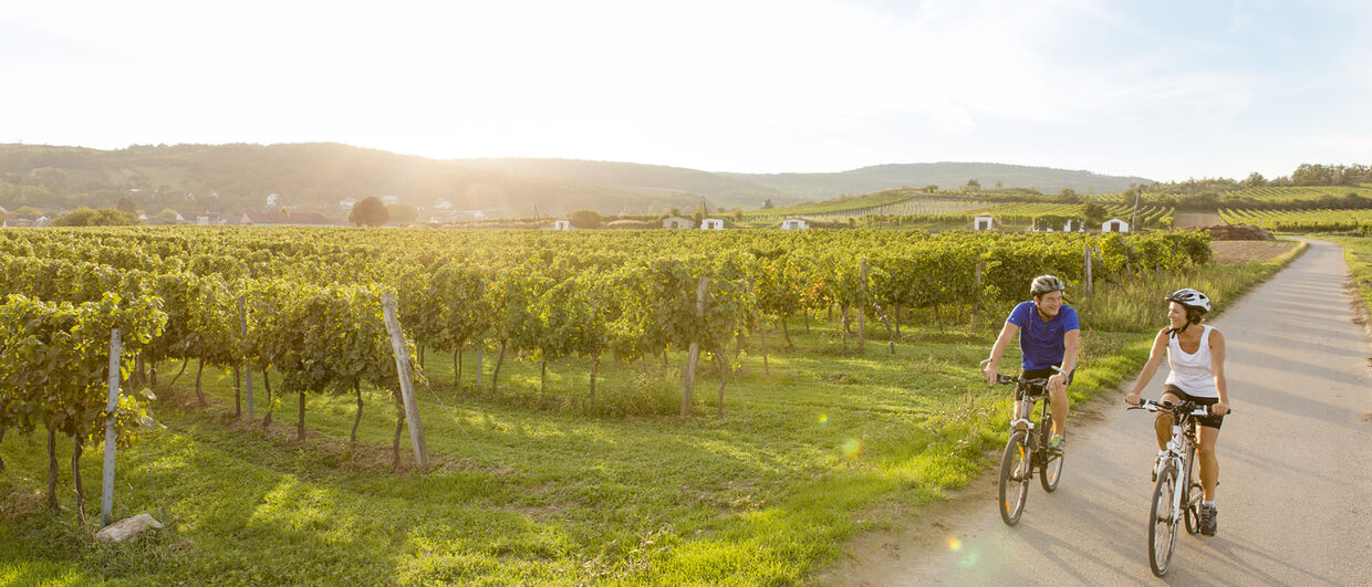 Cycling through the vineyards of Lower Austria