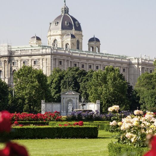 Rosenblüte im Volksgarten, im Hintergrund das Naturhistorische Museum