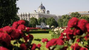 Rosenblüte im Volksgarten, im Hintergrund das Naturhistorische Museum