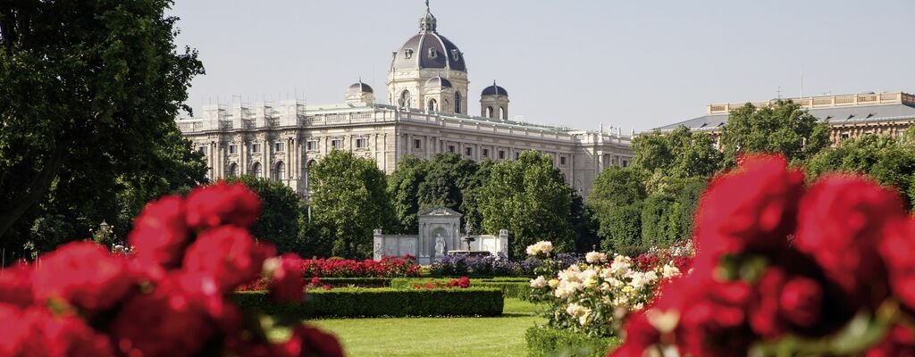 Rosenblüte im Volksgarten, im Hintergrund das Naturhistorische Museum