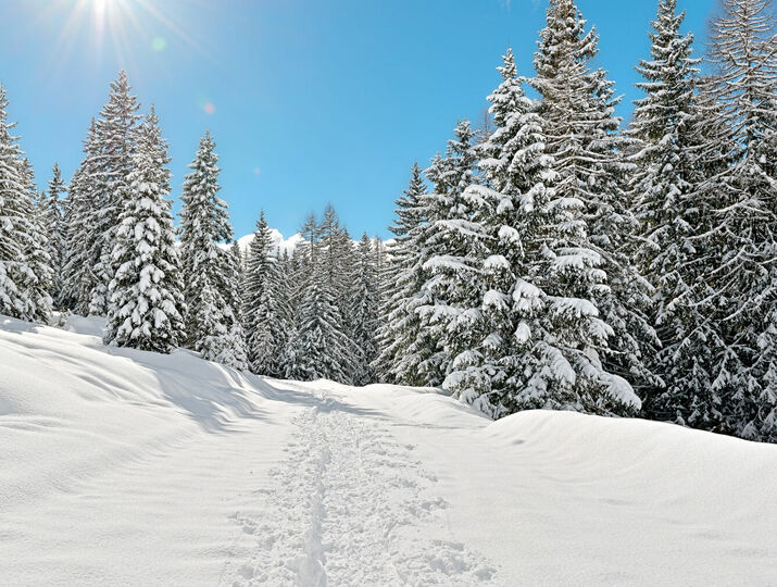 Paysage d'hiver