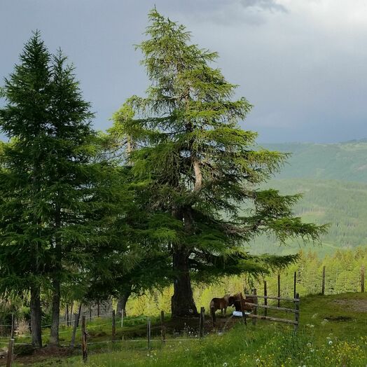 Branntweineralm in St. Margarethen im Lungau