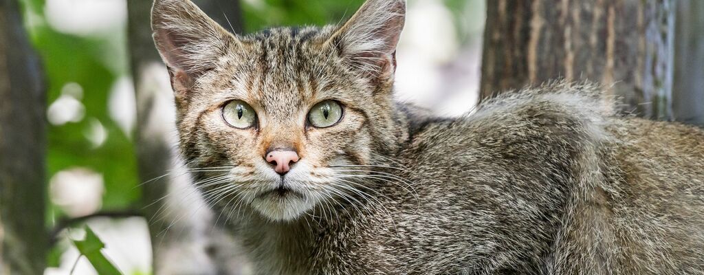 Wildkatze im Nationalpark Thayatal