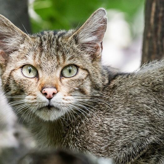 Wildkatze im Nationalpark Thayatal
