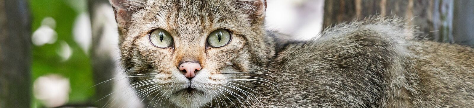 Wildkatze im Nationalpark Thayatal