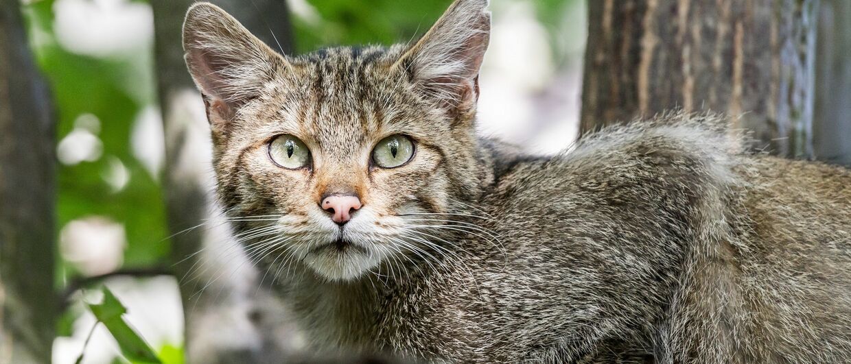 Wildkatze im Nationalpark Thayatal