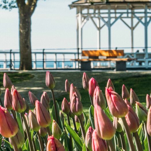 Bodensee-Promenade mit Fischersteg