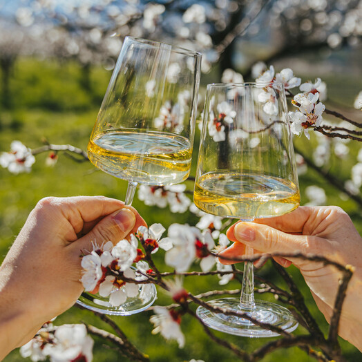 Fioritura delle albicocche Wachau (c) Oesterreich Werbung Elias Kaltenberger