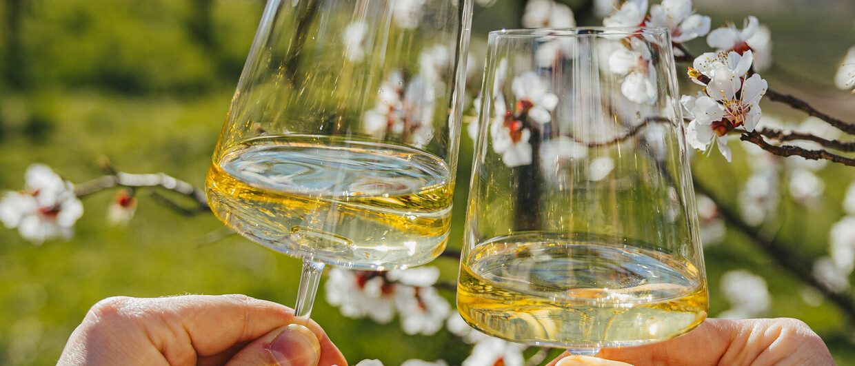 Wachau albicocchi in fiore (c) Oesterreich Werbung Elias Kaltenbrunner