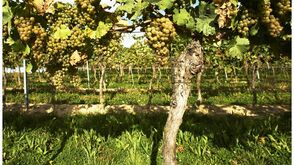 Schlumberger own vineyards 