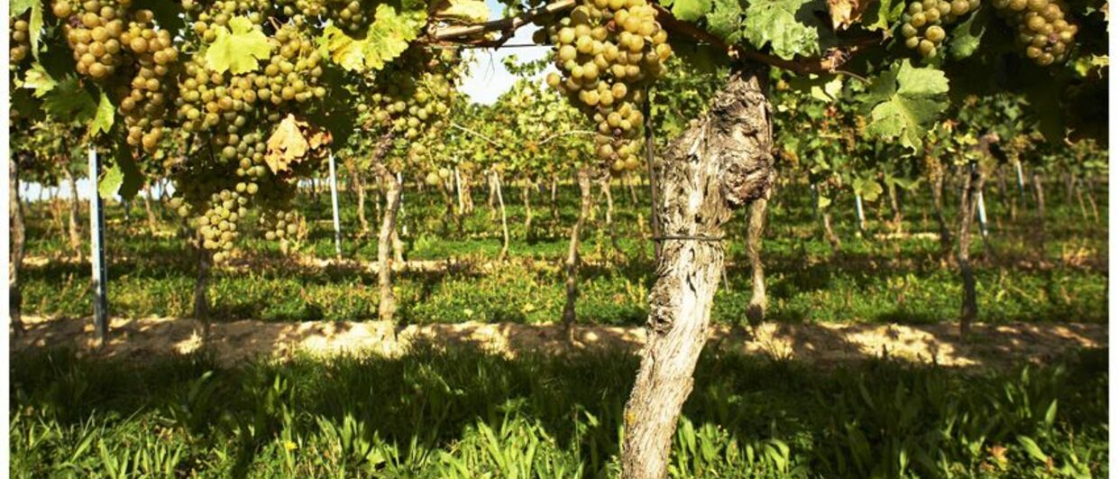 Schlumberger own vineyards 