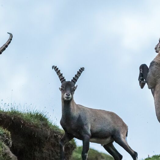 Steinböcke im Nationalpark Hohe Tauern