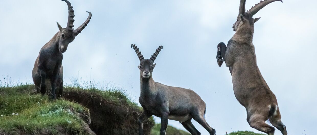Steinböcke im Nationalpark Hohe Tauern
