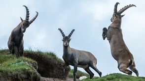 Steinböcke im Nationalpark Hohe Tauern