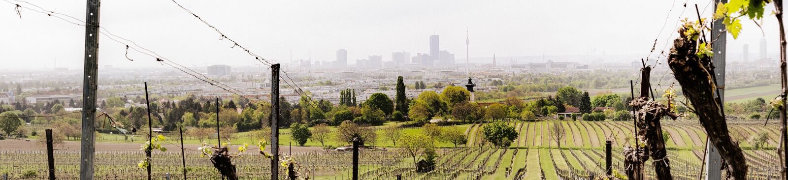 Weinberge in Wien-Stammersdorf